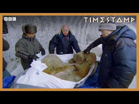 Remarkable Remains Of The Last Ever Woolly Mammoths | Bbc Timestamp