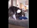 Dog Tears Up Pillow
