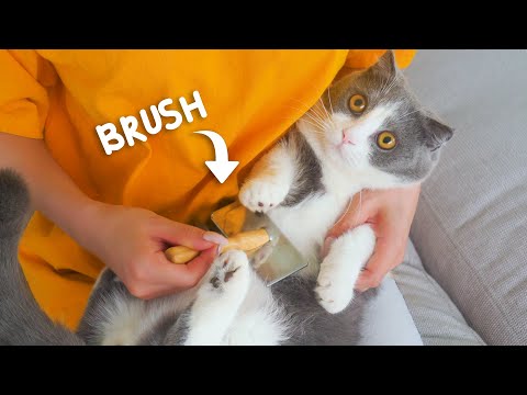 Do Munchkin Cats Like Brushing?