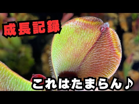 クモの植物 植物