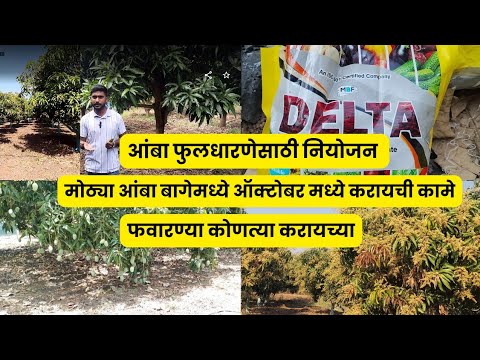 फुलधारणेसाठी आंबा नियोजन | पावसाळ्यानंतर ची कामे | Mango Flowering Marathi