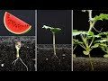 Watermelon time lapse - 24 days - 4k #greentimelapse #gtl #timelapse