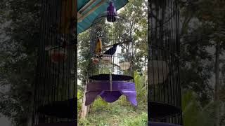 Download lagu Perawatan Burung Cucak Keling Saat Modusnya Selesai #burung #kicaumania #qinarabanyuwangi mp3