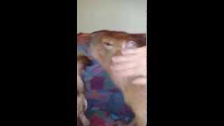 preview picture of video 'CAPYBARA CHICO EXCITED WHEN MOMMY COMES HOME'