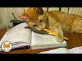 Smart Cats Outsmarting Humans Funny Cat Videos 2025