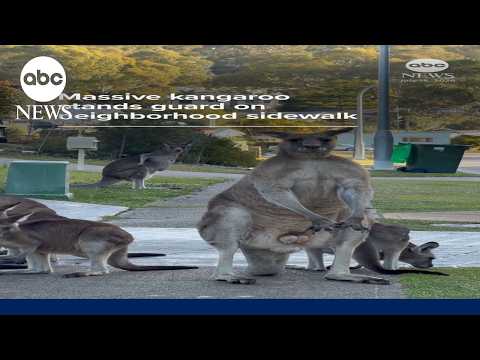 Massive kangaroo stands guard on neighborhood sidewalk