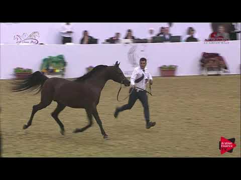 N180 JAMIL AL SHAHANIA - 2019 Al Shaqab Arabian Horse Show Festival - 7 years old and older stal...