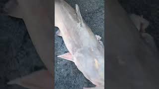 Out chasing these cats  out here on old hickory lake Nashville Tennessee #catfish