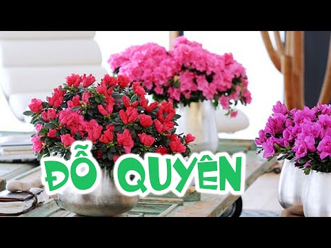 [277]. Cách chăm sóc Đỗ Quyên chơi TẾT - CÂY CẢNH CHỢ HÀNG