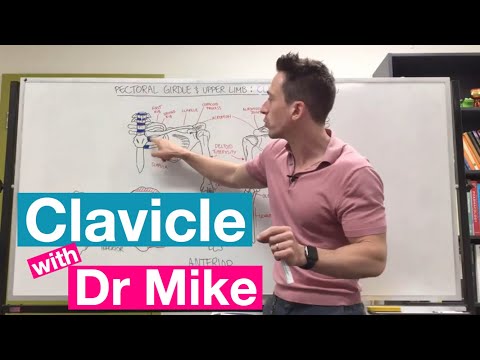 Clavicle | Musculoskeletal
