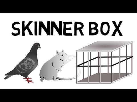 Das Skinner Box Experiment leicht erklärt!