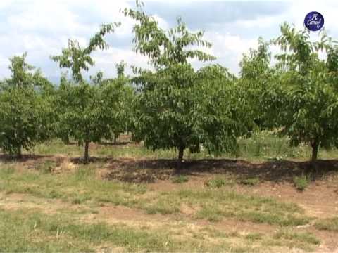 Podsticaji u voćarstvu