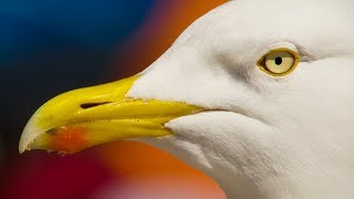 A Seagulls Unbelievable Eyesight | Nature's Boldest Thieves | Earth Unplugged