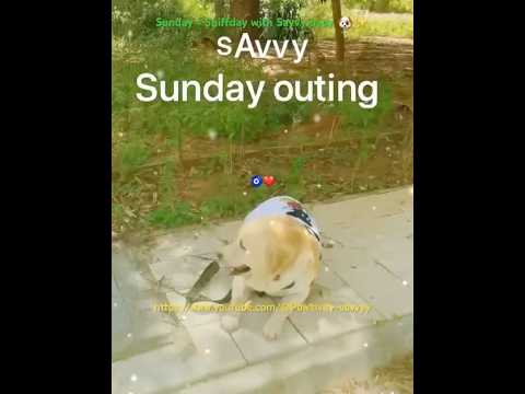 😳Wait till end Sunday = Sniffday with Savvy baby 🐶✨# shorts # short feed