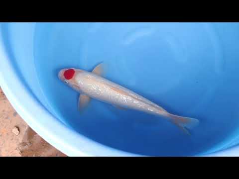 s0619b021 Ginrin Tancho Kohaku