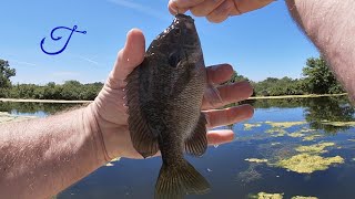 How to Unhook a Bluegill (or any panfish) 3 Strategies