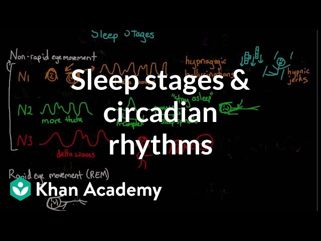 Video Uitspraak van paradoxical sleep in Engels