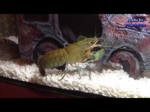 About Keeping Yabbies or Freshwater Crayfish!