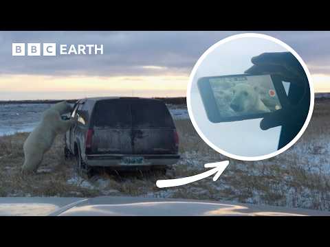 Terrifying Encounter with Arctic Polar Bear | Operation Arctic | BBC Earth Explore