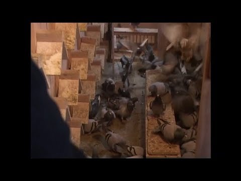 Wyciągniete z archiwum 2020 02 01 Tragedia w hali MTK 2006