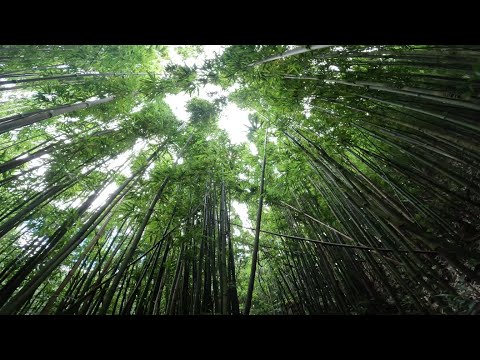 Caminhando pela natureza selvagem de Manoa Falls em Honolulu, Havaí