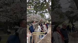 Download lagu Indonesian tourists damage cherry blossoms in Japan? #trending #trendingshorts #latestnews #viral... mp3
