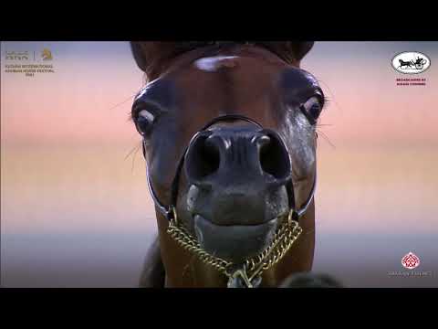 N 24 AYAAR AL SHAQAB   Katara International Arabian Horse Festival   Fillies 2 Years Old Class 2A