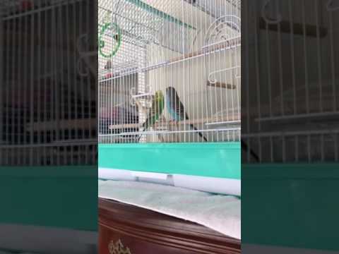 Elijah's new parakeets love Mozart