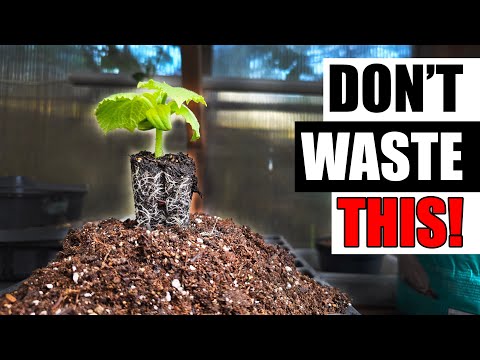 Solutions To Blossom End Rot In Tomatoes etc