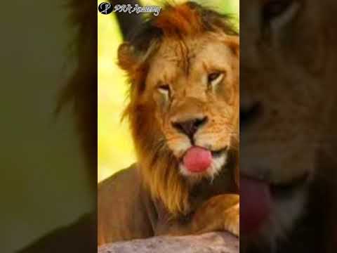 Asiatic Lion Infected by Corona Virus #shorts