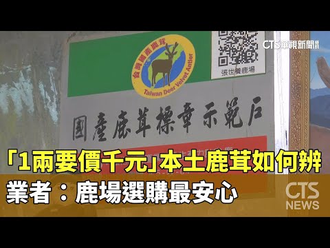 「1兩要價千元」本土鹿茸如何辨　業者：鹿場選購最安心