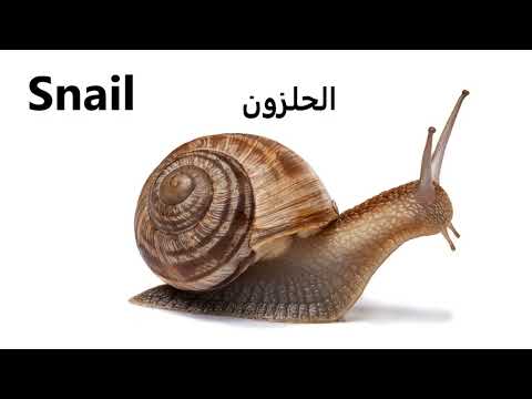 Insects #flashcards ❤️