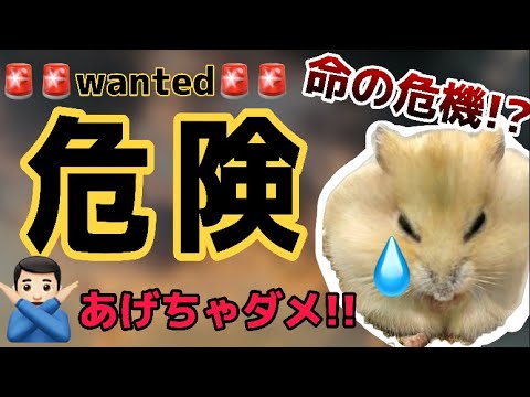 ハムスターに与えてはいけない食べ物