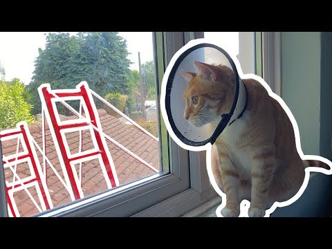 Reggie Hasn’t Been Well