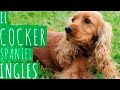 EL COCKER SPANIEL INGLES