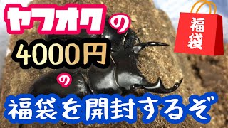 ヤフオクの4000円のクワガタ福袋を開封してみる！