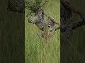 Beautiful leopards playing