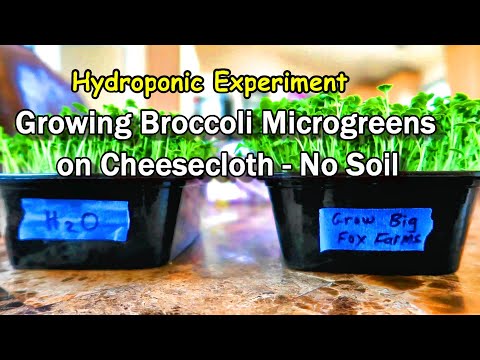 Hydroponic Broccoli Microgreens on Cheesecloth: Water vs. Nutrients,  a Side By Side Comparison