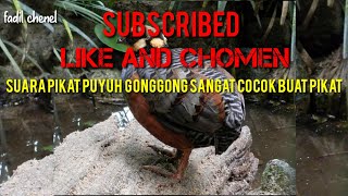 Download lagu suara pikat burung puyuh gonggong,ampuh buat pikat dijamin jos top markotokkotoktokkk mp3