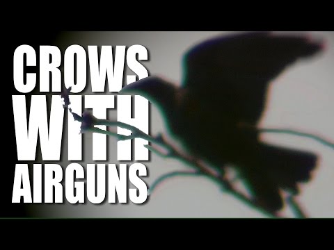 Shooting Crows with Airguns