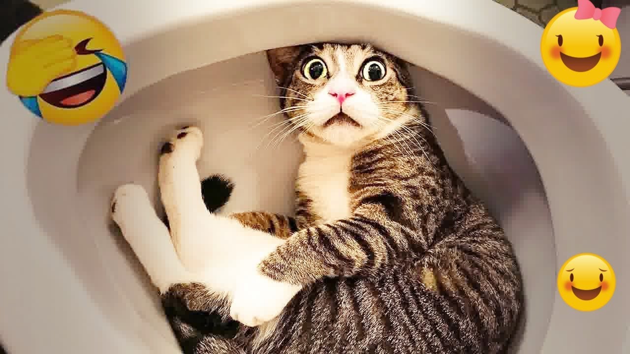 😹 You Laugh You Lose 😹 Funniest Dogs and Cats 2025 🙀