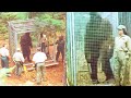 THEY CAGED BIGFOOT Rangers Terrifying BIGFOOT ENCOUNTER STORY