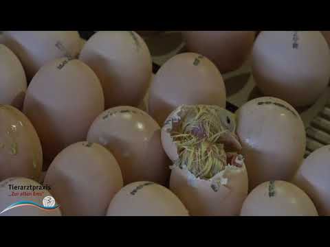 KÜKENSCHLUPF IM HÜHNERSTALL