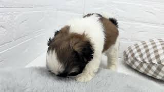 シーズーの動画01