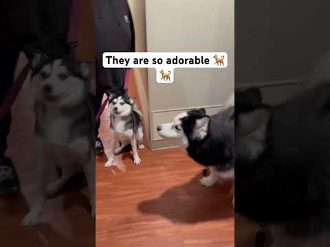 #shorts #short #shortvideo #funny #cute #dog #dogs #cat #cats