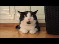 Black And White Cat Hissing