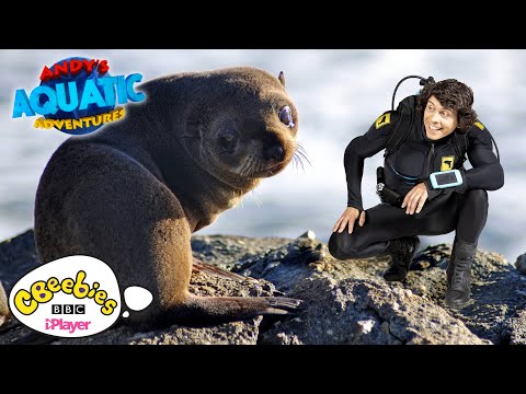The Fur Seal Pup | Andy's Aquatic Adventures | CBeebies