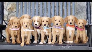 Video preview image #1 Miniature Labradoodle Puppy For Sale in BIRD IN HAND, PA, USA