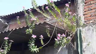 Download lagu Turi Putih Kanjeng Sunan Giri mp3