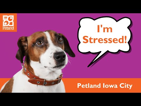 Puppy Stress & Anxiety Tips